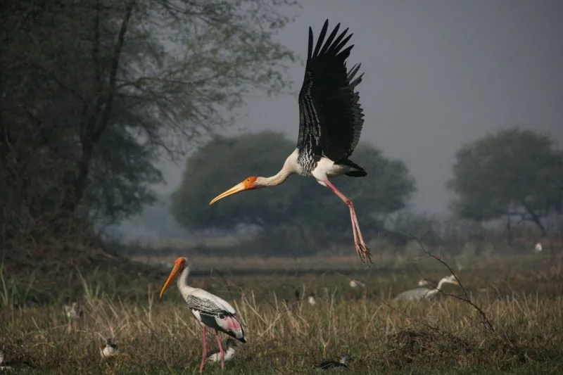birds goa