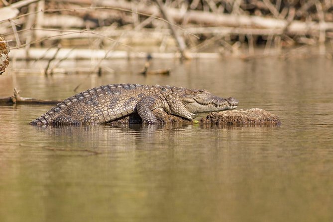 crocodile goa
