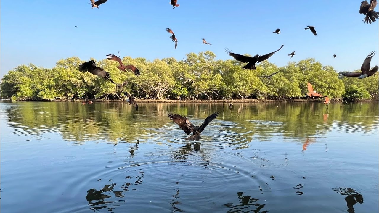 eagle palolem