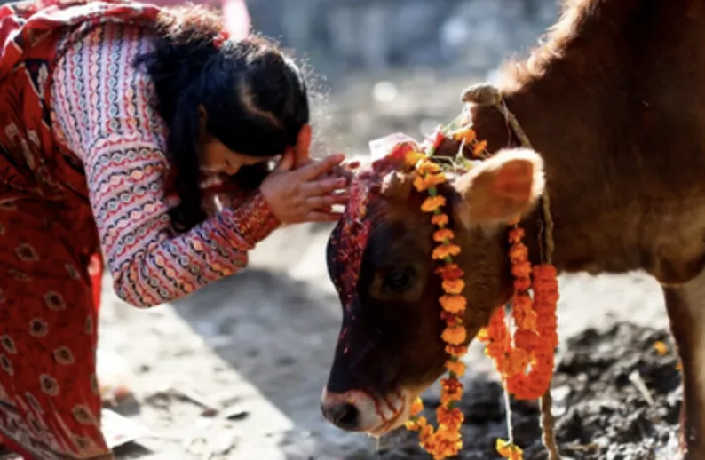 holy-cow