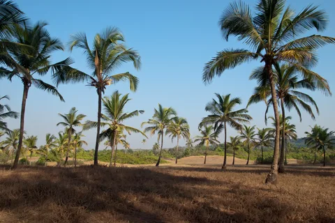 palms goa