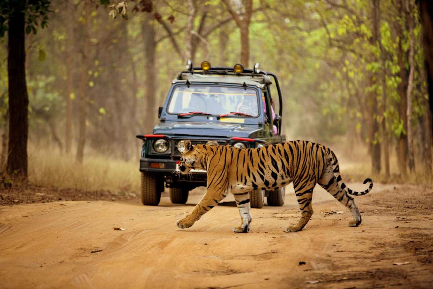 tiger safari karnataka