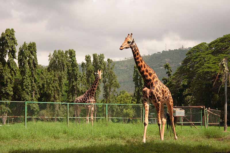 zoo-karnataka